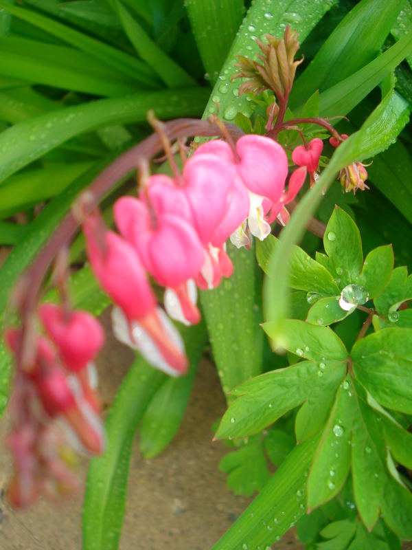 Bleeding Hearts