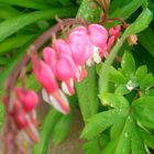 Bleeding Hearts