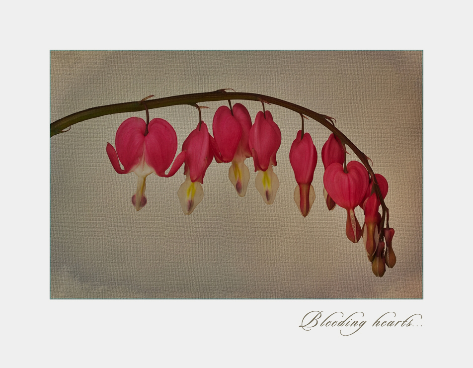 Bleeding hearts.....