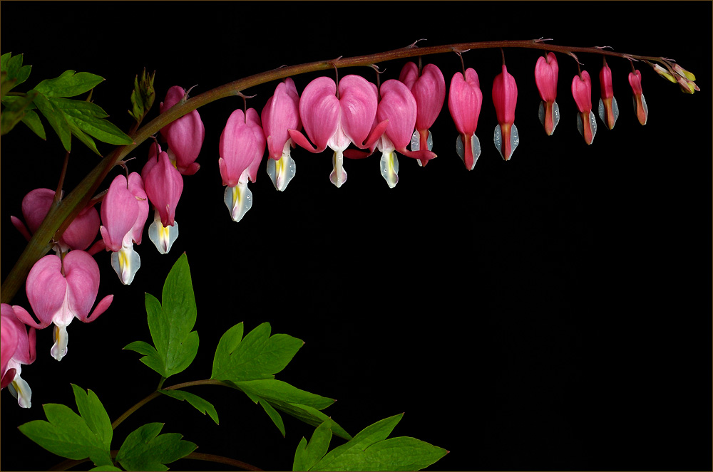 Bleeding Hearts