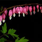 Bleeding Hearts