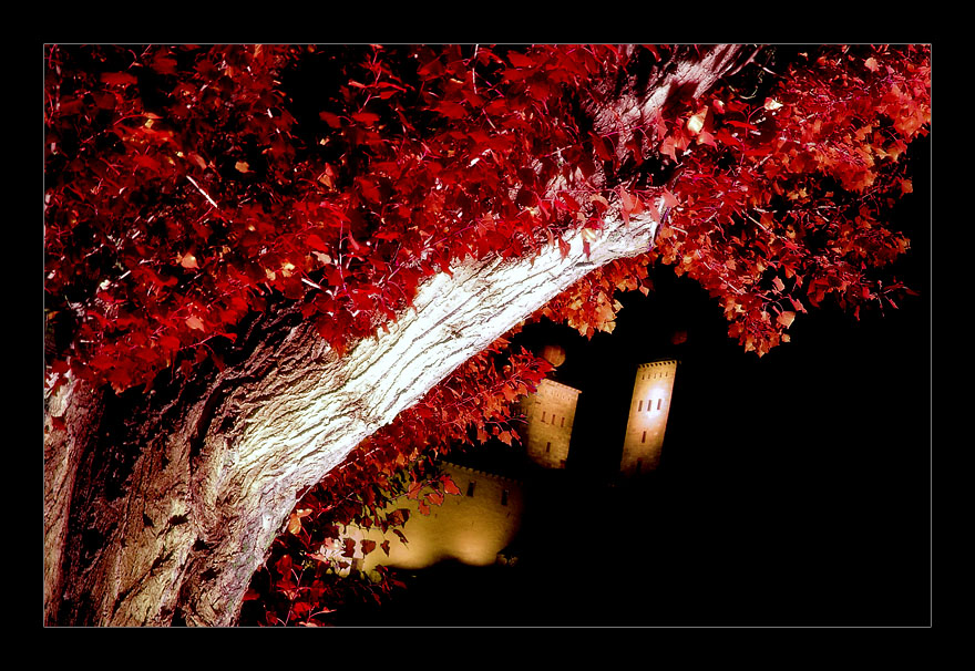 bleeding tree