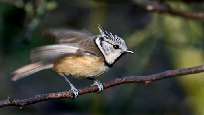 "bleib halt mal ruhig, du ZAPPELMEISE" (Dokubild)