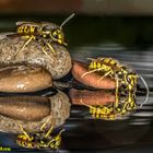 Bleib hier, du kannst doch nicht schwimmen...