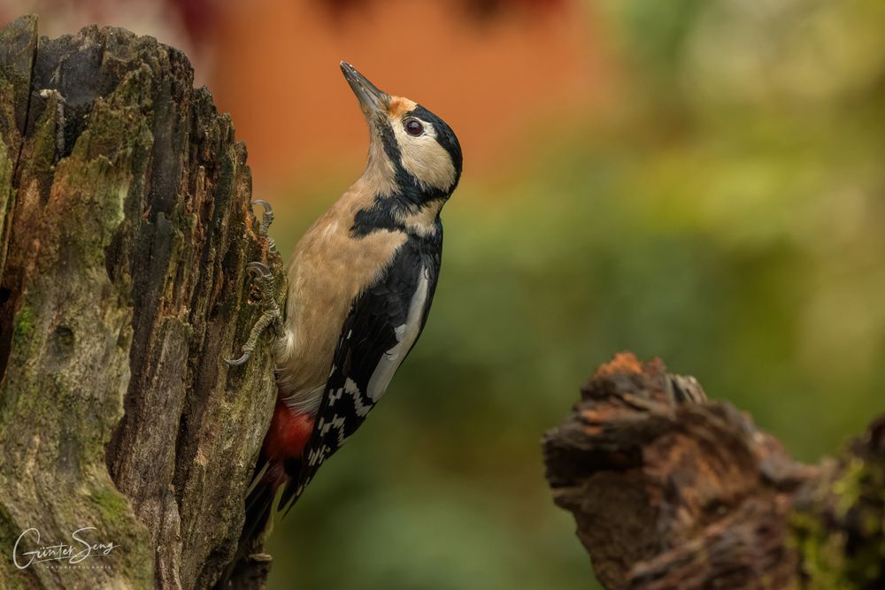 Bleib mir bloß vom Leib Foto & Bild tiere, wildlife, natur Bilder auf