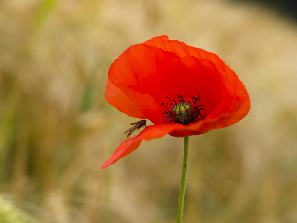 Bleib standhaft, kleines Bienchen!