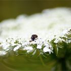 bleiben wir bei weiß