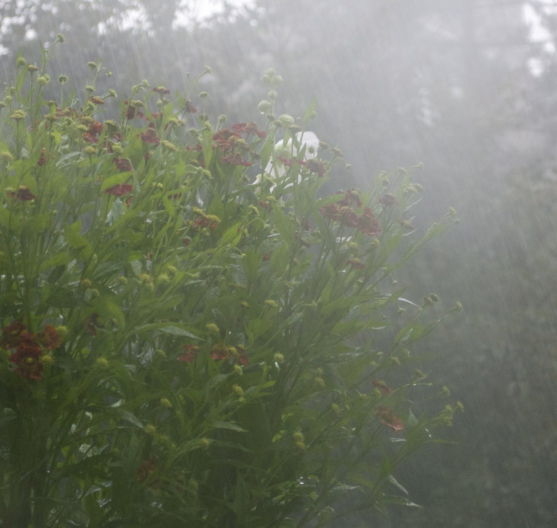 bleiben wir noch ein bisschen beim Regen