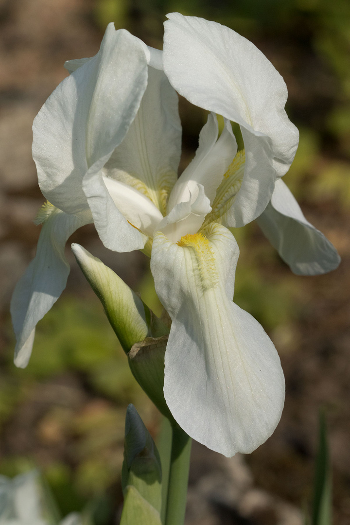 Bleiche Schwertlilie - Iris pallida