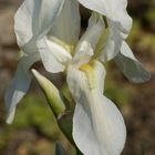 Bleiche Schwertlilie - Iris pallida