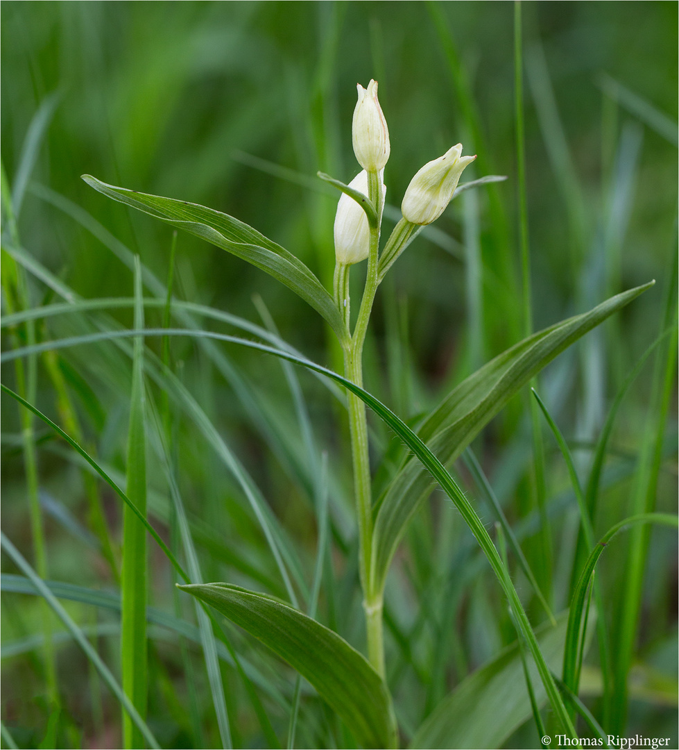 Bleiche Waldvöglein (Cephalanthera damasonium)