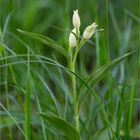 Bleiche Waldvöglein (Cephalanthera damasonium)