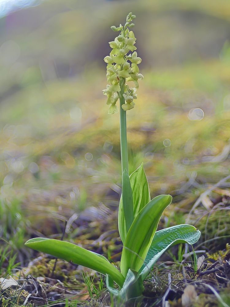 Bleiches Knabenkraut, (Orchis pallens) 