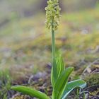 Bleiches Knabenkraut, (Orchis pallens) 