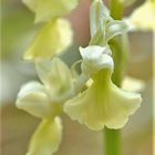  Bleiches Knabenkraut, (Orchis pallens)