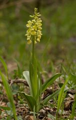 Bleiches Knabenkraut(O.pallens) - Rittmanshausen/Hessen - 25.4.15