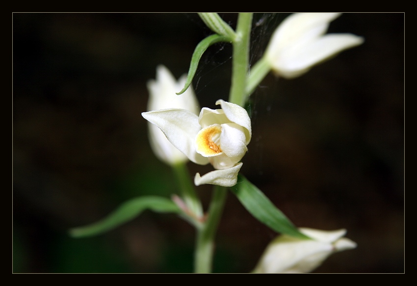 Bleiches Waldvögelein (Cephalanthera damasonium)