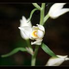 Bleiches Waldvögelein (Cephalanthera damasonium)