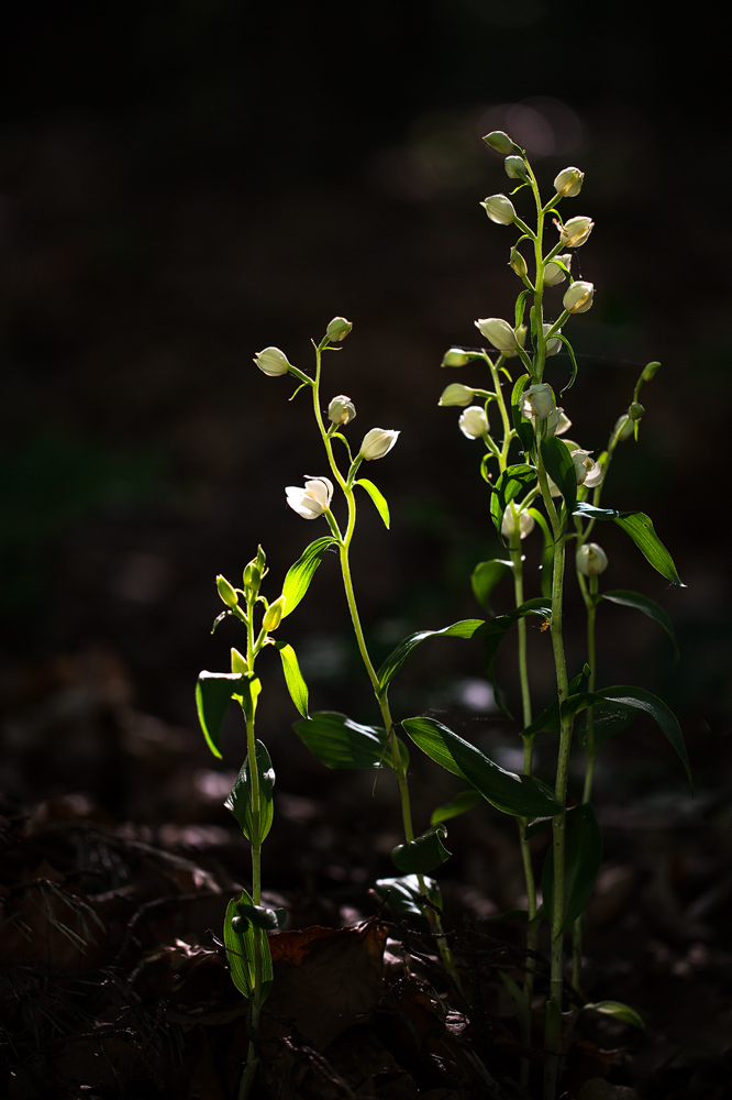 Bleiches Waldvöglein (Cephalanthera damasonium)