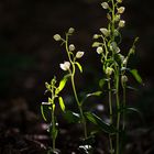 Bleiches Waldvöglein (Cephalanthera damasonium)