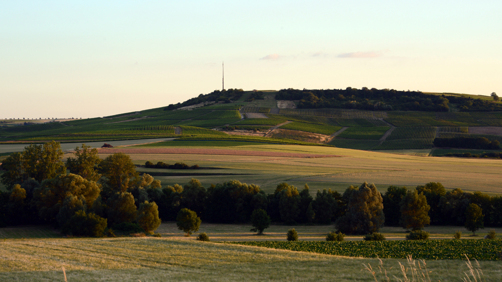 Bleichkopf im Abendlicht