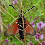 Bleifleckwidderchen Zygaena Loti