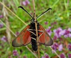 Bleifleckwidderchen Zygaena Loti