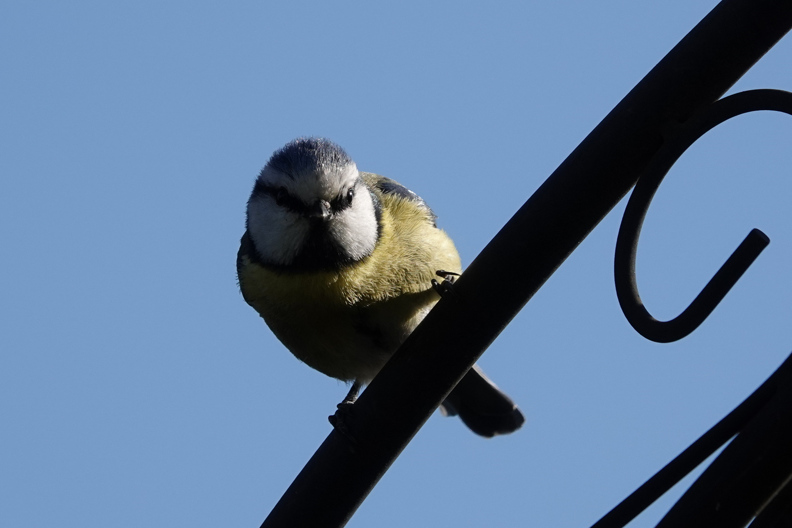 Bleimeise im Garten