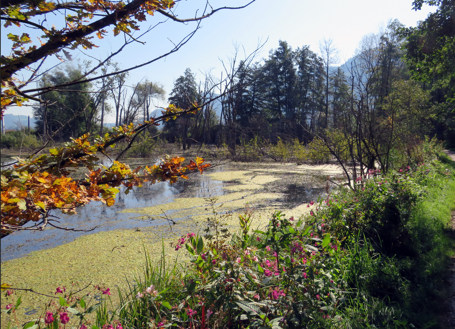 Bleistätter Moor