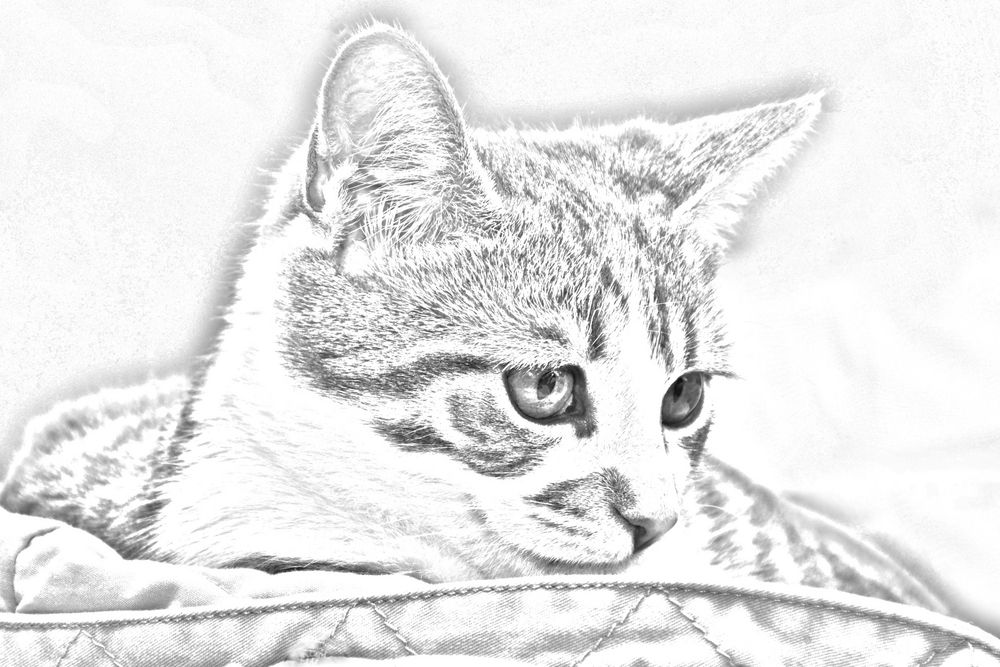 Bleistift Katze Zeichnen: Entspannung und Kreativität mit kostenlosen Ausmalbildern!