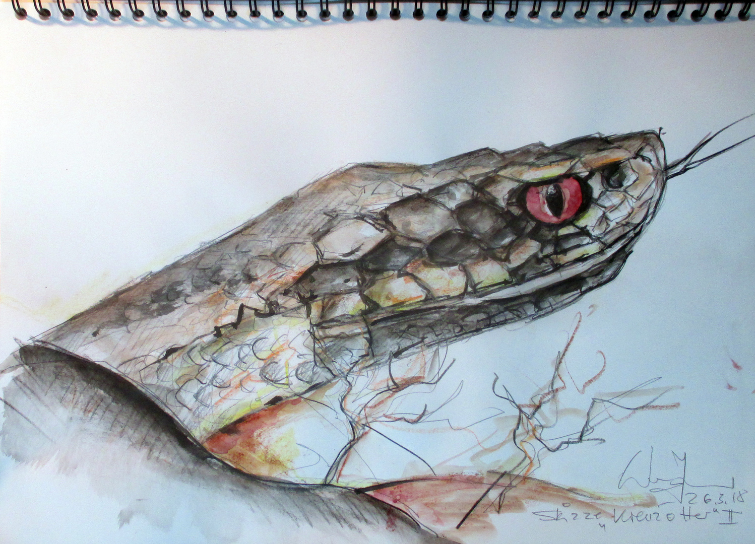 Bild von Kreuzotter: The Ultimate Guide to Drawing, Coloring, and Painting