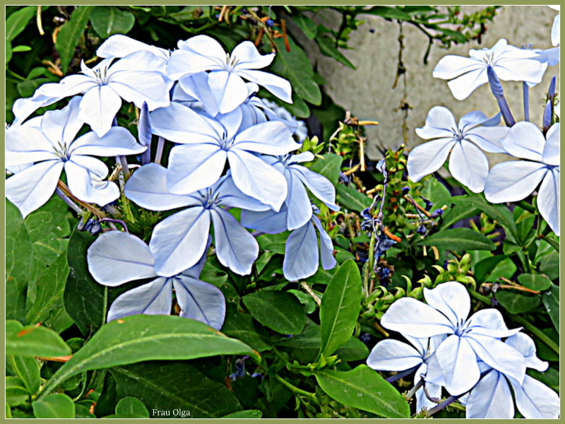 Bleiwurz Foto & Bild jahreszeiten, naturkreativ, in meinem garten
