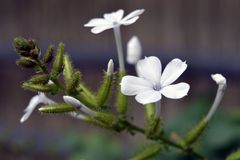 Bleiwurz (Plumbago auriculata)