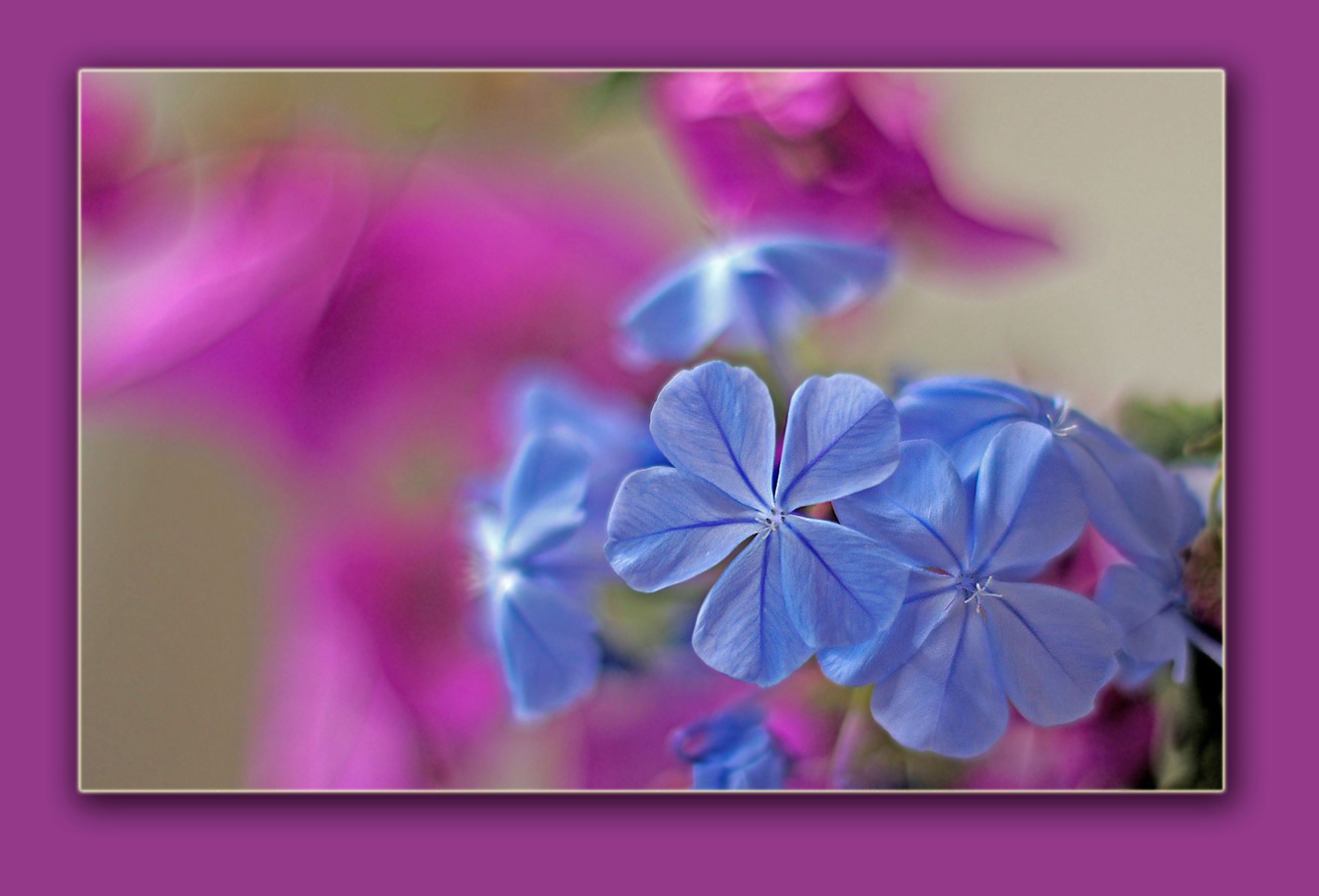 Bleiwurz vor Bougainvillea 