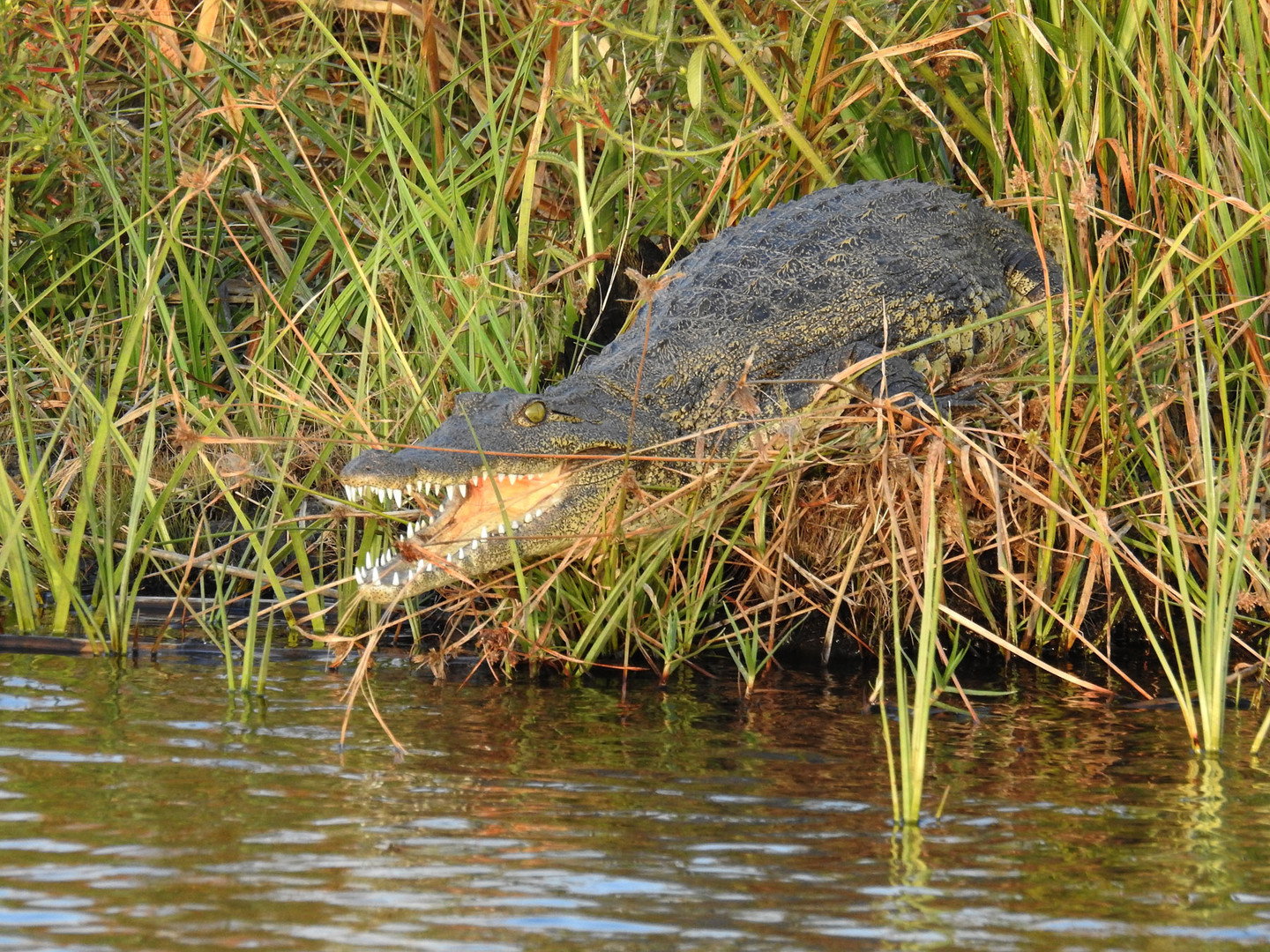 Blendaxlächeln beim Kroko