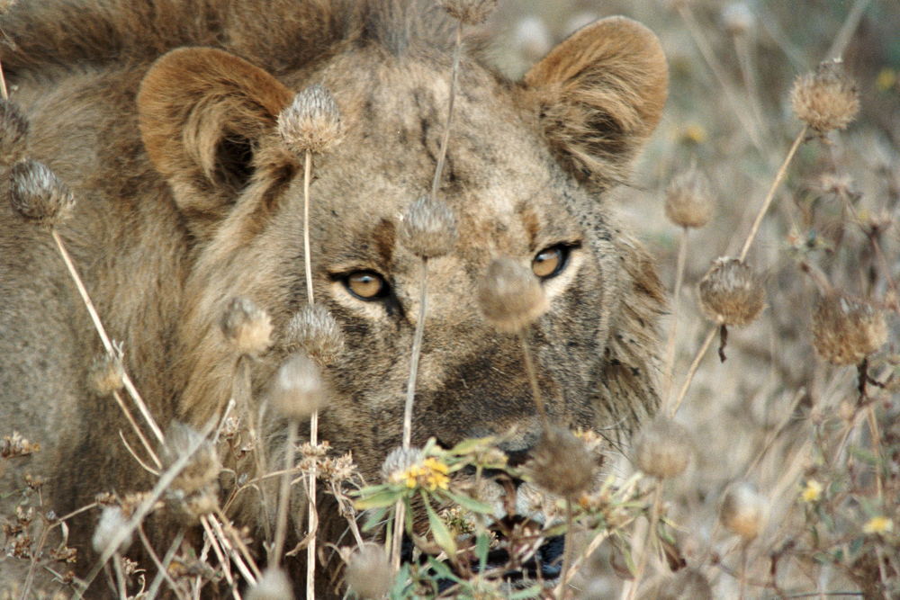 Blending into dry grass