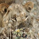 Blending into dry grass