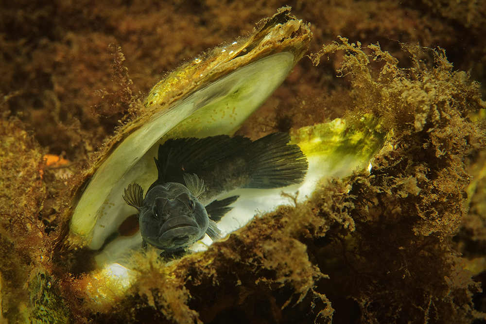 Blenniidae - Schleimfisch - Schan