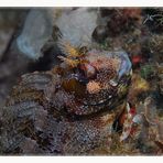 ...Blenny....