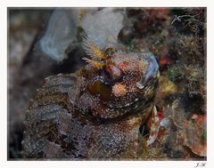 ...Blenny....