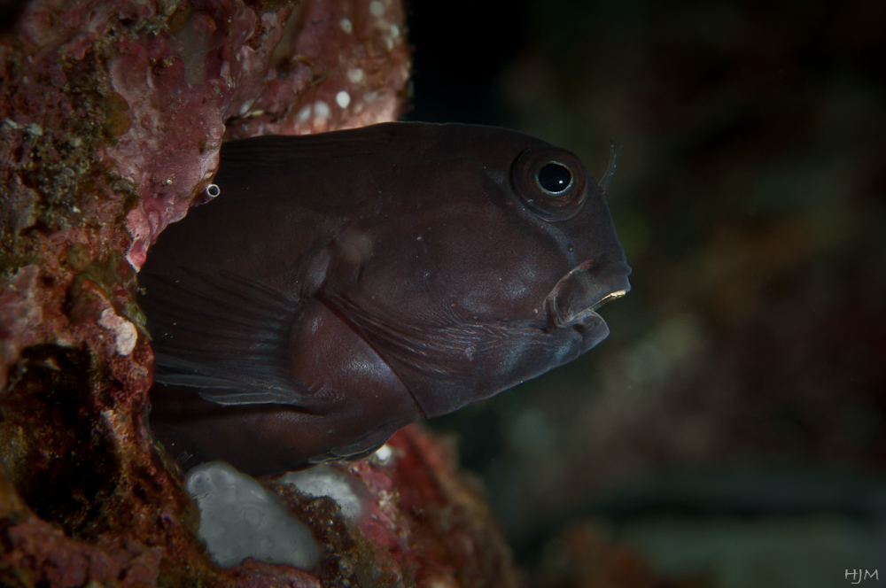 Blenny