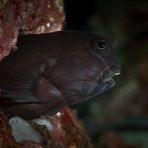 Blenny