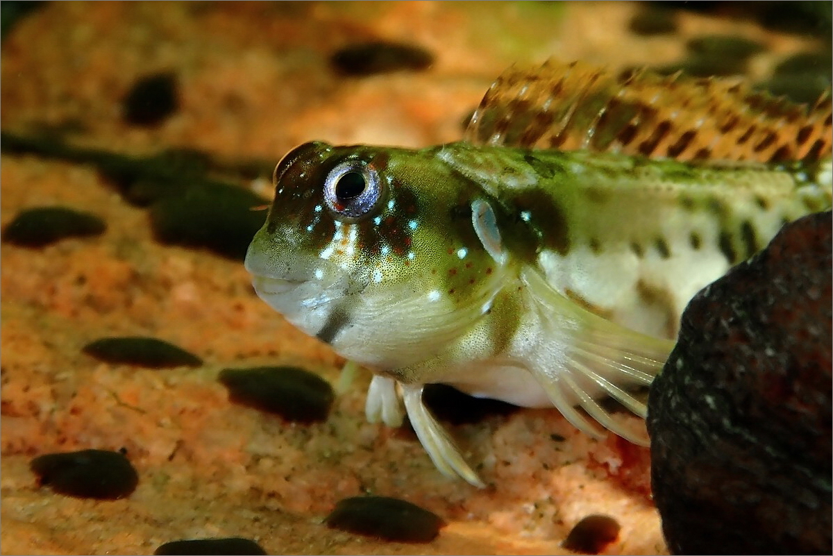 blenny