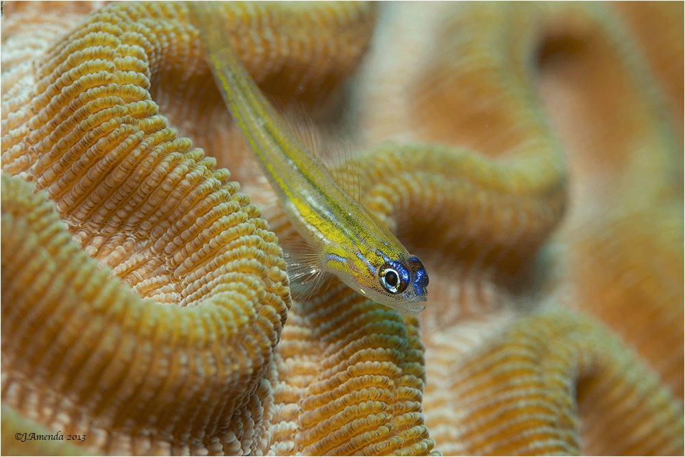 Blenny