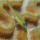 Blenny