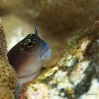 Blenny 1