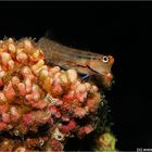 Blenny