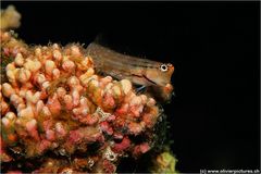 Blenny