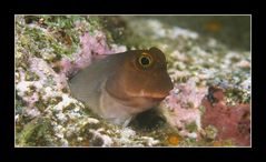 Blenny