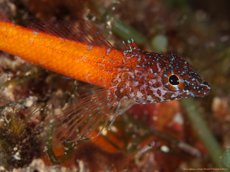 blenny